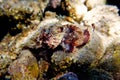 Lesser Red Scorpionfish - Scorpaena Notata Royalty Free Stock Photo