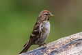 Lesser redpoll Acanthis cabaret