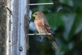 Lesser Redpoll (Acanthis cabaret)