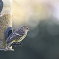 Lesser Redpoll on a garden bird feeder