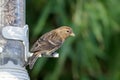 Lesser Redpoll on garden feeder