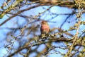 The lesser redpoll in early spring