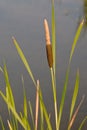 Lesser reed mace Royalty Free Stock Photo