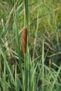 Lesser reedmace or cattail plant Royalty Free Stock Photo