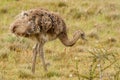 Lesser Rhea Royalty Free Stock Photo