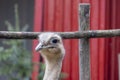lesser rhea (Rhea pennata Royalty Free Stock Photo