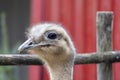 lesser rhea (Rhea pennata Royalty Free Stock Photo