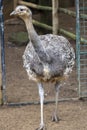 lesser rhea (Rhea pennata Royalty Free Stock Photo
