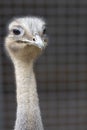 lesser rhea (Rhea pennata Royalty Free Stock Photo
