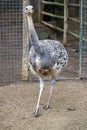 lesser rhea (Rhea pennata Royalty Free Stock Photo