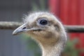 lesser rhea (Rhea pennata Royalty Free Stock Photo