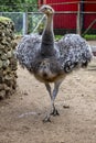 lesser rhea (Rhea pennata Royalty Free Stock Photo