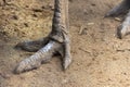 lesser rhea (Rhea pennata) foot Royalty Free Stock Photo