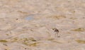 Lesser Sand Plover Royalty Free Stock Photo