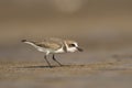 Lesser sand plover, Charadrius mongolus, Akshi, Alibagh, Maharashtra, India