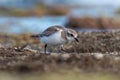 Lesser sand plover feeding on the seashore. Mongolian sand grouse Royalty Free Stock Photo
