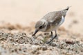 Lesser Sand Plover looking food Royalty Free Stock Photo