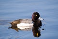 Lesser scaup (Aythya affinis)