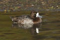 Lesser Scaup Royalty Free Stock Photo