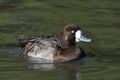 Lesser Scaup Royalty Free Stock Photo