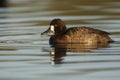 Lesser scaup, Aythya affinis Royalty Free Stock Photo