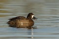 Lesser scaup, Aythya affinis Royalty Free Stock Photo