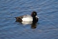 Lesser Scaup (Aythya affinis)