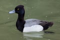 Lesser scaup Aythya affinis. Royalty Free Stock Photo