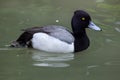 Lesser scaup Aythya affinis.