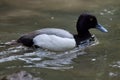 Lesser scaup Aythya affinis.