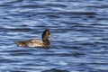 Lesser Scaup or Bluebill Drake on Blue Waves Royalty Free Stock Photo