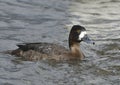 Lesser Scaup duck Royalty Free Stock Photo