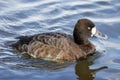 Lesser Scaup duck Royalty Free Stock Photo