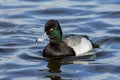 Lesser Scaup duck Royalty Free Stock Photo