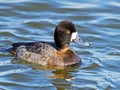 Lesser Scaup