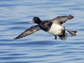 Lesser Scaup in Flight