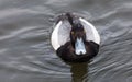 Lesser Scaup duck Royalty Free Stock Photo