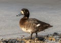 Lesser Scaup little blue bill