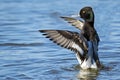 Lesser Scaup Royalty Free Stock Photo