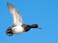 Lesser Scaup