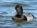 Lesser Scaup