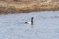 Lesser Scaup in a Mississippi River Bayou