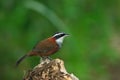 Lesser Scimitar Babbler Royalty Free Stock Photo