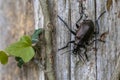 Lesser searcher beetle Royalty Free Stock Photo