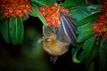 Lesser Short-nosed Fruit Bat - Cynopterus brachyotis species of megabat within the family Pteropodidae, small bat during night