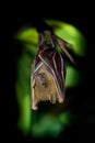 Lesser Short-nosed Fruit Bat - Cynopterus brachyotis species of megabat within the family Pteropodidae, small bat during night