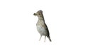 Lesser short-toed lark, Calandrella rufescens