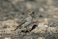 Lesser short-toed lark, Calandrella rufescens Royalty Free Stock Photo