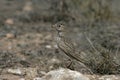 Lesser short-toed lark, Calandrella rufescens Royalty Free Stock Photo