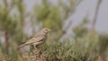 Lesser Short-toed Lark on Shrubs